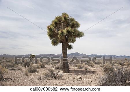 Joshua tree (Yucca brevifolia) growing in the desert View Large Photo Image Stock Image - Joshua tree (Yucca brevifolia) growing in the desert. Fotosearch