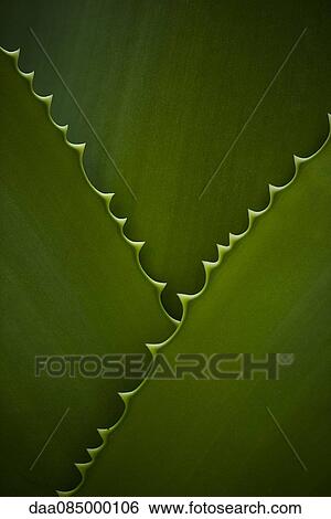 Leaves with serrated edges, full frame View Large Photo Image Stock Photograph - Leaves with serrated edges, full frame. Fotosearch