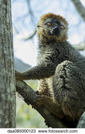 Lemur on tree branch View Large Photo Image Stock Image - Lemur on tree branch. Fotosearch