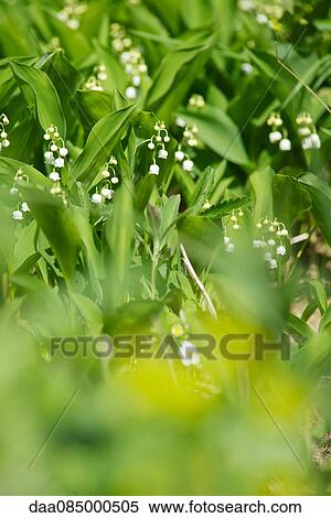 Lily of the valley View Large Photo Image Stock Photography - Lily of the valley. Fotosearch