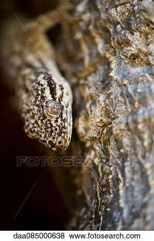 Stock Photo - Lizard on tree, close-up. Fotosearch