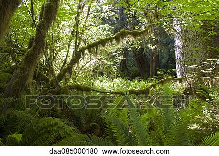 Lush foliage and moss covered trees in Olympic National Park, Washington, USA View Large Photo Image Stock Image - Lush foliage and moss covered trees in Olympic National Park, Washington, USA. Fotosearch