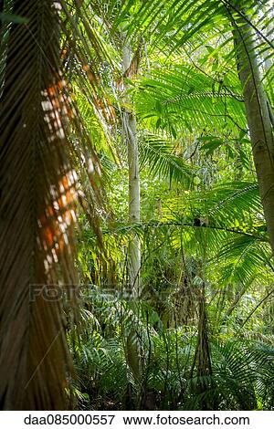 Lush tropical folliage View Large Photo Image Stock Photo - Lush tropical folliage. Fotosearch