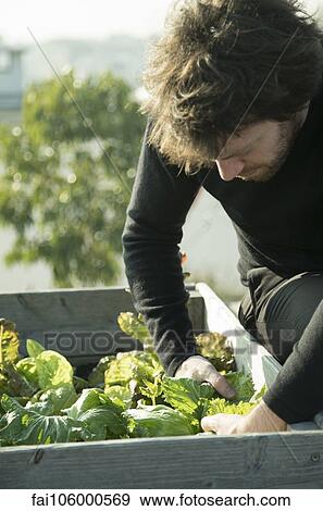 Man tending to vegetable garden View Large Photo Image Stock Photo - Man tending to vegetable garden. Fotosearch