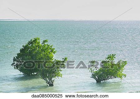 Mangroves growing in sea, Madagascar View Large Photo Image Stock Photography - Mangroves growing in sea, Madagascar. Fotosearch