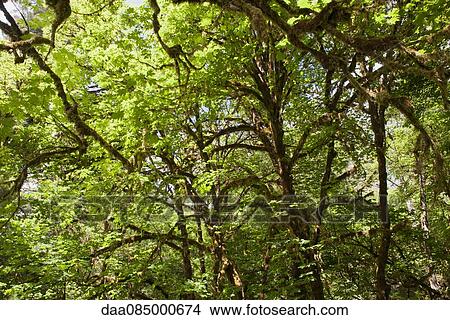 Picture - Maple tree canopy. Fotosearch