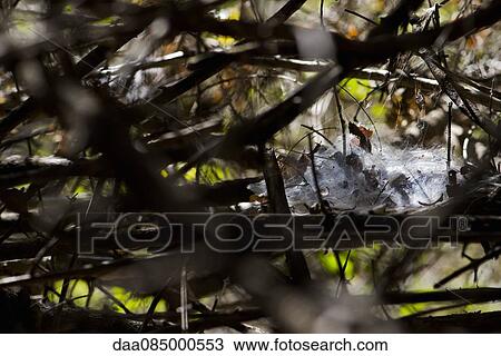 Messy spiderweb or cocoon in tree View Large Photo Image Stock Image - Messy spiderweb or cocoon in tree. Fotosearch
