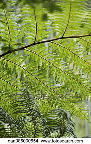 Mimosa branches, full frame View Large Photo Image Picture - Mimosa branches, full frame. Fotosearch
