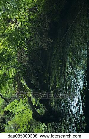 Moss growing near tree in rainforest View Large Photo Image Stock Photo - Moss growing near tree in rainforest. Fotosearch