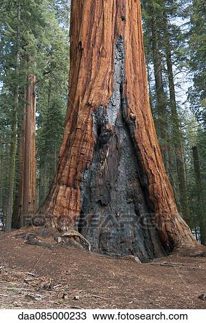 Old sequioa tree scarred by forest fire, Sequoia and Kings Canyon National Parks, California, USA View Large Photo Image Stock Image - Old sequioa tree scarred by forest fire, Sequoia and Kings Canyon National Parks, California, USA. Fotosearch