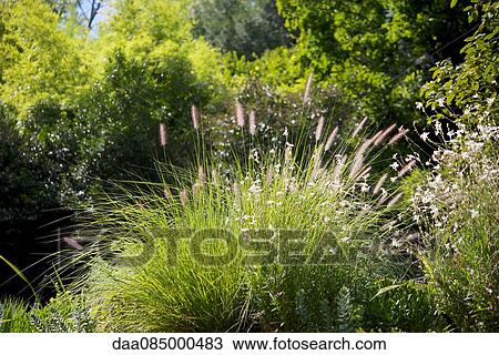 Ornamental grass in garden View Large Photo Image Stock Image - Ornamental grass in garden. Fotosearch