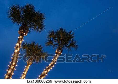 Palm trees decorated with Christmas lights View Large Photo Image Stock Photo - Palm trees decorated with Christmas lights. Fotosearch