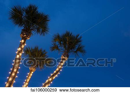 Palm trees decorated with Christmas lights View Large Photo Image Stock Photo - Palm trees decorated with Christmas lights. Fotosearch