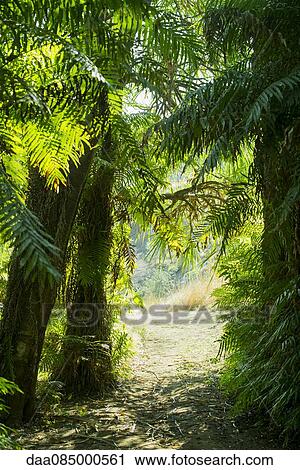 Stock Image - Path through tropical trees. Fotosearch