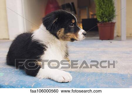 Pet dog View Large Photo Image Stock Image - Pet dog. Fotosearch