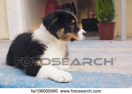 Pet dog View Large Photo Image Stock Image - Pet dog. Fotosearch
