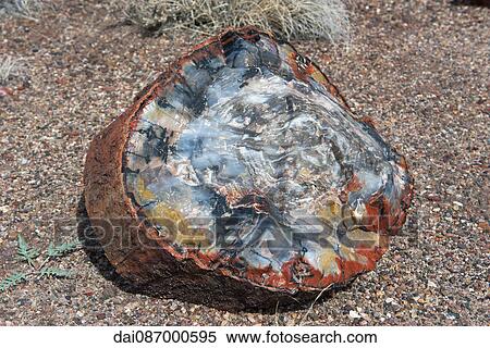 Petrified wood View Large Photo Image Stock Photography - Petrified wood. Fotosearch
