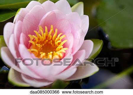 Pink water lily View Large Photo Image Stock Photograph - Pink water lily. Fotosearch