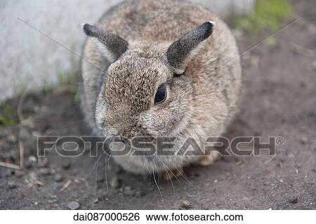 Stock Photograph - Rabbit, close-up. Fotosearch