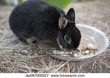 Rabbit eating food from bowl View Large Photo Image Stock Photo - Rabbit eating food from bowl. Fotosearch