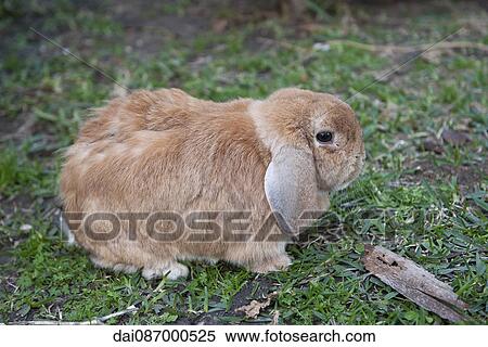 Rabbit resting on grass View Large Photo Image Stock Photography - Rabbit resting on grass. Fotosearch