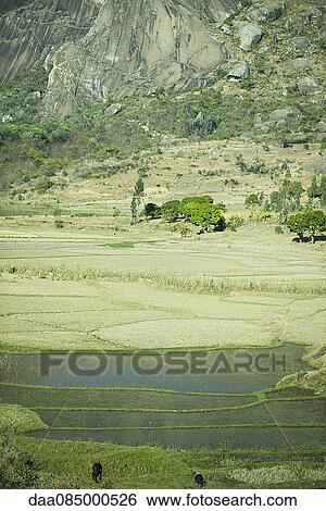 Stock Photograph - Rice paddies. Fotosearch