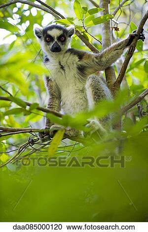 Ring-tailed lemur sitting in tree View Large Photo Image Stock Image - Ring-tailed lemur sitting in tree. Fotosearch