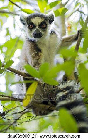 Ring-tailed lemur sitting in tree View Large Photo Image Stock Image - Ring-tailed lemur sitting in tree. Fotosearch