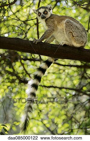 Ring-tailed lemur sitting on tree branch View Large Photo Image Stock Image - Ring-tailed lemur sitting on tree branch. Fotosearch