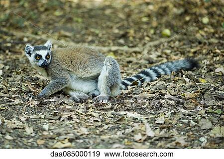 Ring-tailed lemur View Large Photo Image Stock Photo - Ring-tailed lemur. Fotosearch
