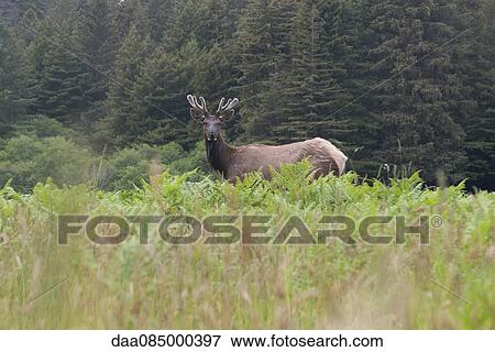 Roosevelt elk bull, Redwood National Park, California, USA View Large Photo Image Stock Photo - Roosevelt elk bull, Redwood National Park, California, USA. Fotosearch