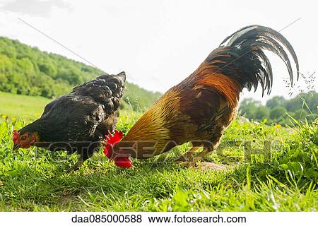 Rooster and hen View Large Photo Image Stock Photo - Rooster and hen. Fotosearch