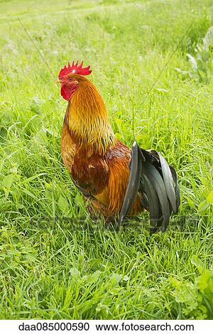 Rooster View Large Photo Image Stock Image - Rooster. Fotosearch