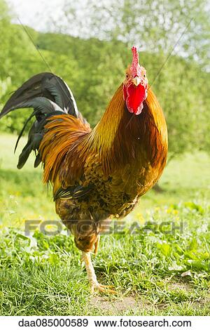 Rooster View Large Photo Image Stock Photo - Rooster. Fotosearch