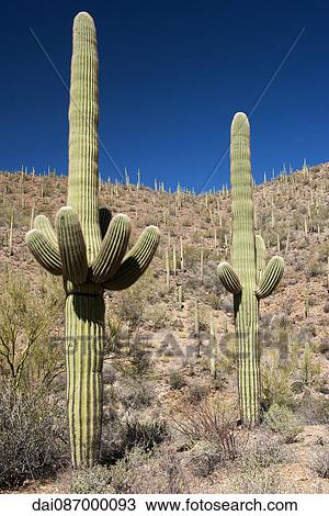 Saguaro cacti growing in Saguaro National Park, Arizona, USA View Large Photo Image Stock Image - Saguaro cacti growing in Saguaro National Park, Arizona, USA. Fotosearch
