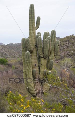 Saguaro cactus growing in desert View Large Photo Image Stock Photo - Saguaro cactus growing in desert. Fotosearch
