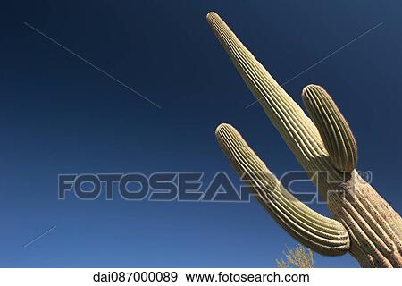 Saguaro Cactus growing in Saguaro National Park, Arizona, USA View Large Photo Image Stock Photo - Saguaro Cactus growing in Saguaro National Park, Arizona, USA. Fotosearch