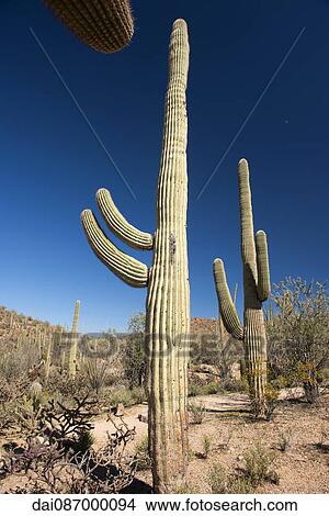 Picture - Saguaro National Park, Arizona, USA. Fotosearch