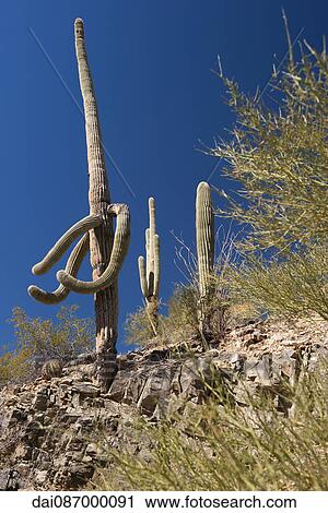 Stock Image - Saguaro National Park, Arizona, USA. Fotosearch