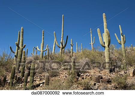 Stock Image - Saguaro National Park, Arizona, USA. Fotosearch