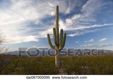 Saguaro National Park, Arizona, USA View Large Photo Image Stock Photography - Saguaro National Park, Arizona, USA. Fotosearch