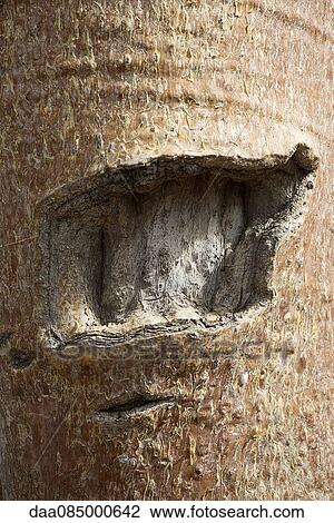 Scarred tree trunk View Large Photo Image Stock Image - Scarred tree trunk. Fotosearch