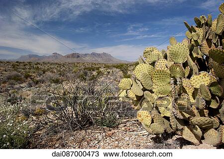 Scenic desert landscape, Big Bend National Park, Texas, USA View Large Photo Image Stock Image - Scenic desert landscape, Big Bend National Park, Texas, USA. Fotosearch