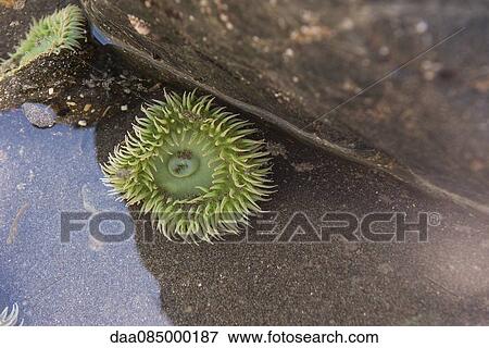 Sea anemones View Large Photo Image Stock Photo - Sea anemones. Fotosearch
