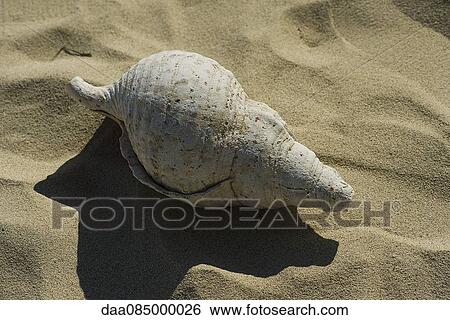 Seashell on beach View Large Photo Image Stock Photograph - Seashell on beach. Fotosearch