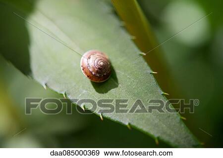 Stock Photo - Snail on leaf. Fotosearch
