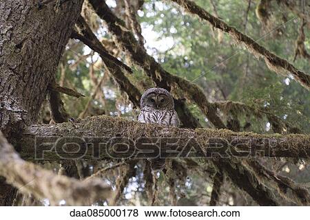 Spotted owl perched on tree branch, Olympic National Park, Washington, USA View Large Photo Image Stock Photo - Spotted owl perched on tree branch, Olympic National Park, Washington, USA. Fotosearch