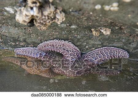 Starfish on rock View Large Photo Image Stock Photo - Starfish on rock. Fotosearch
