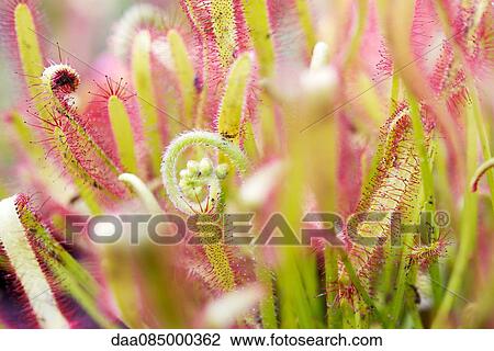 Sundew (Drosera) View Large Photo Image Stock Image - Sundew (Drosera). Fotosearch