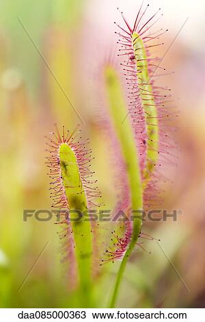 Stock Image - Sundew (Drosera). Fotosearch